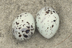 Least tern eggs