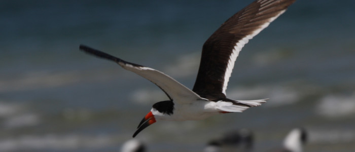 Shorebirds Experts Find Much to Enjoy at Plymouth Long Beach (and so can you!)