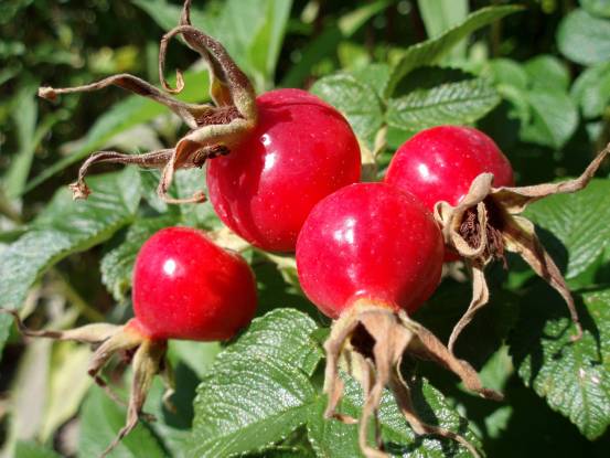 Rose hips