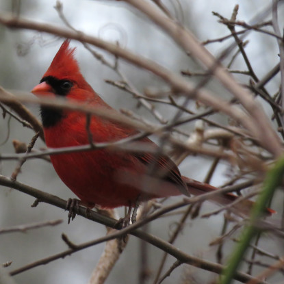 This lovely male Northern Cardinal was one of a surprisingly small number seen. Photo credit: Soheil Zendeh