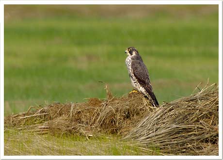 peregrine