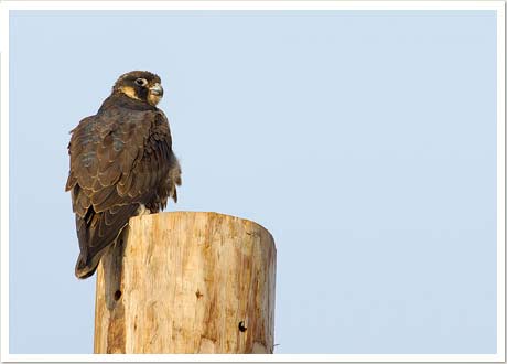 peregrine