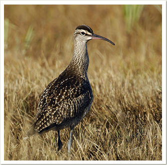 whimbrel