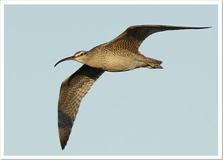 whimbrel