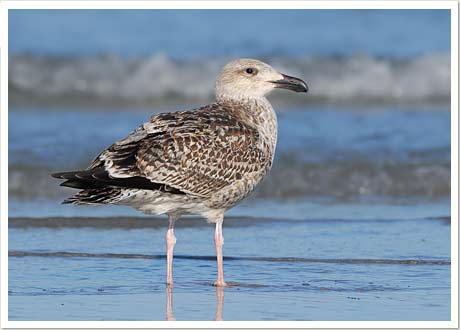 great blk gull