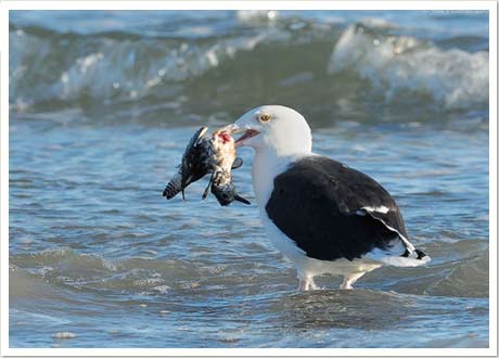 great blk gull